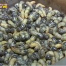 영식농장 MBN