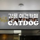 캣독카페 이미지