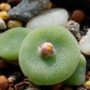 대한꼬치 이미지