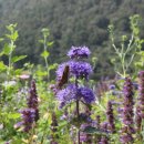 옥정호구절초테마공원 이미지