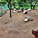 고성리산양목장 이미지