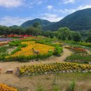 전국 꽃축제 3곳 이미지