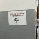 도고(doggo) 이미지