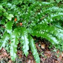 선흘리 백서향 및 변산일엽군락 이미지