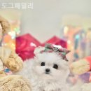 대구강아지분양도그패밀리