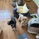 MS동물병원 이미지