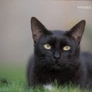 닥터에이스 동물병원 이미지