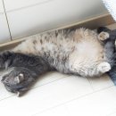 빠찌애견 | 고양이 입양하고 늘어난 우리집 고양이용품들