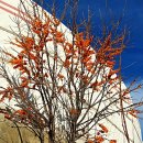몽골의 비타민 나무 열매 이미지