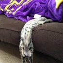 태평양생아구찜 이미지