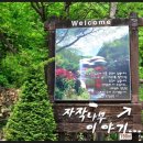자작나무이야기