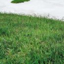 버뮤다그래스(BERMUDA GRASS) 이미지