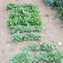 강산해 농장 이미지