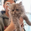 도레미 | 별내고양이분양 찾는다면? 건강·환경 좋은 도레미캣 다산점 후기