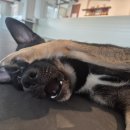 라인하트 애견호텔 유치원 이미지