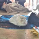 고양이살롱앤카페 이미지