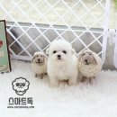 비숑 이미지