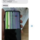 싹싹김치