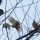 참새공원 Daum카페