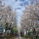 옥천-비상5호 | [2026 서울 벚꽃 명소] 실시간 마포 공덕 경의선숲길 벚꽃 개화 현황, 작년보다 일주일 빨라요!