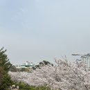 행신동물병원 | 헬릭스동물메디컬센터 일산점에서 노령견 강아지 건강검진 후기