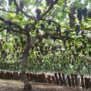 희성농장 이미지