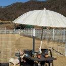 종합운동장 잔디그라운드 | 대구 달성군 다사 애견카페 1400평의 넓은 야외 애견운동장 , 동그라운드