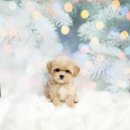 빛고을애견샵 이미지