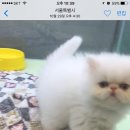 고덕24시 동물병원 이미지