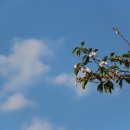 벚꽃주유소 이미지