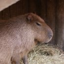 뿌빠노래타운 이미지