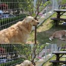 아트펫 갤러리 이미지