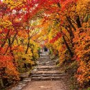 11/3(화) 불국사 단풍 ~ 석굴암`~ 토함산 / 단풍절정. 이미지
