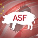 장수양돈 이미지