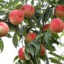 청도농장 이미지