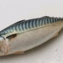 으뜸생선 이미지