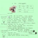 앙리동물병원 | [#1341] 앙리(양측 슬개골탈구 G2, G3)의 수술후기