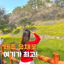 색달동-24 | 제주도 서귀포 가볼만한곳 중문 유채꽃 엉덩물계곡 개화시기