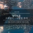 보홀 고래상어 나팔링 투어 I 놀다보홀 고나투어 내돈내산 후기