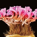 자연-꽃 이미지