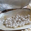 진주 이미지