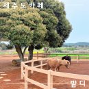 두화목장 | 서귀포 카페ㅣ제주도 동쪽 아이랑 가기좋은 곳ㅣ말 먹이주기 체험 '목장카페 밭디'