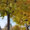 대흥 은행나무길 이미지