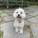 아이캔더 목줄, 빅피쉬 내돈내산 솔직 후기!