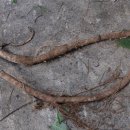 구황작물 이미지