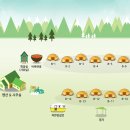 영월 솔향기 캠핑장 티스토리