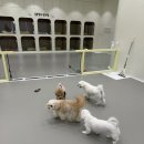 룰루랄라 댕치원 이미지