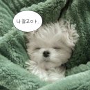 우당탕탕후루