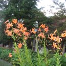 아이이쁨 Daum카페