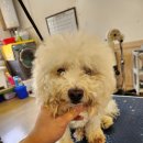 안다 펫살롱 이미지